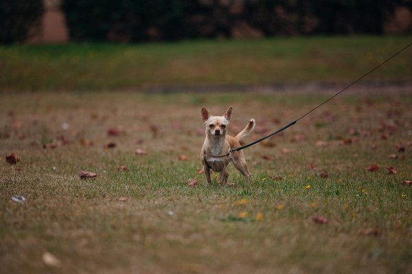 Les maladies du système nerveux chez les chiens