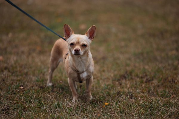 Menggali Potensi Wisata Desa: Dari Agrowisata hingga Budaya Lokal