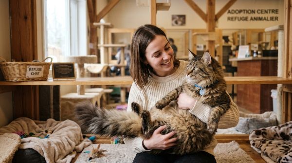 Adoption d'un chat Maine Coon : ce qu'il faut savoir