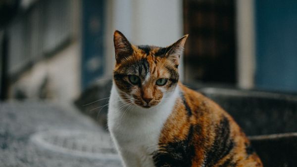 Ce que la couleur de votre chat révèle à propos de sa personnalité