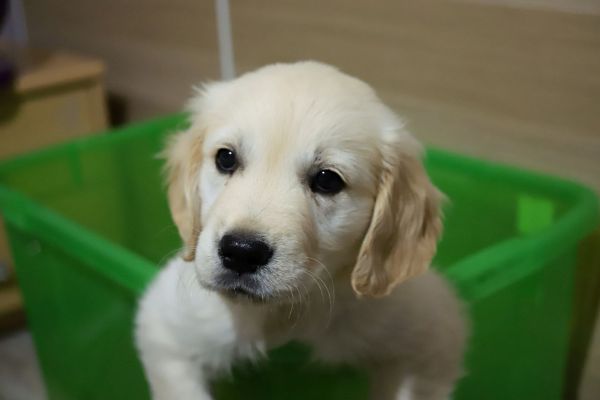 Guide complet pour accueillir un chiot à la maison